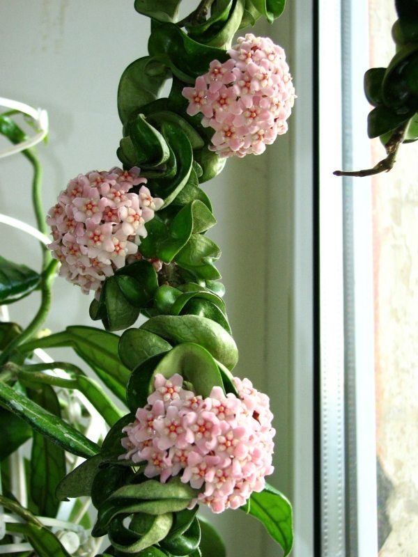 نباتات زهرة الشمع المنزلية نصائح العناية بزراعة نباتات Hoya-Indoor