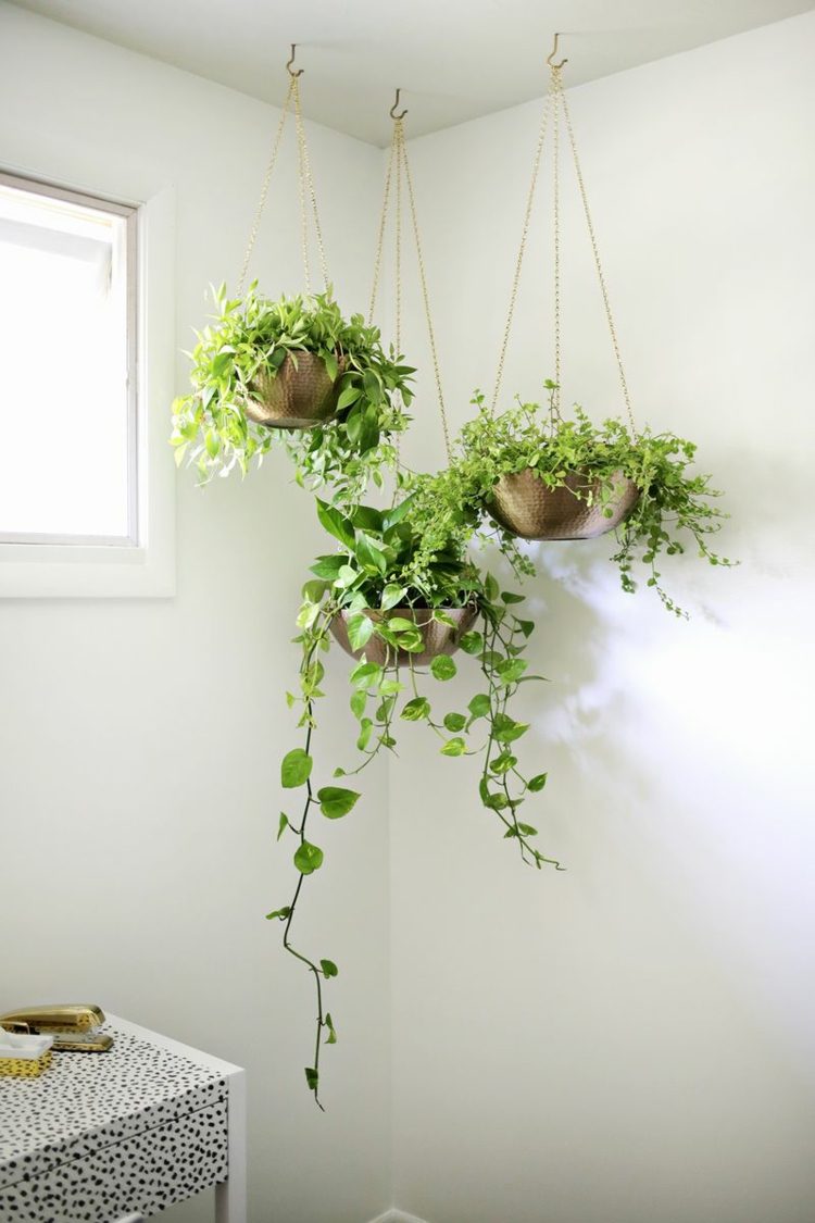 نباتات منزلية - مجموعات - فكرة - بيضاء - تزيين الحائط
