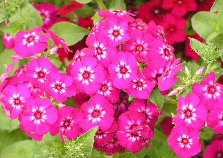 فلوكس-نباتات-دروموندي-وردي-أبيض-لهجة-ملونة