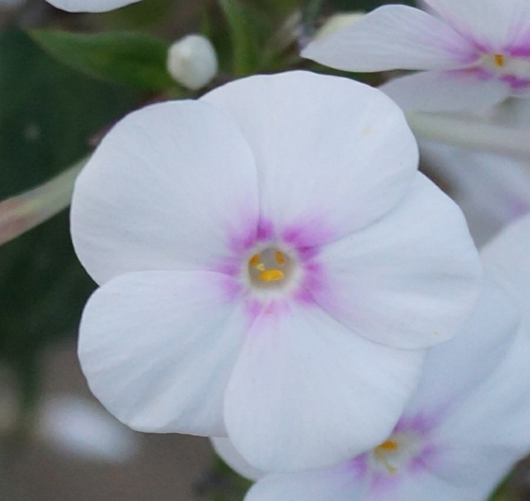 فلوكس-نباتات-أرندسي-أبيض-فن-رومانسي-تصميم حدائق