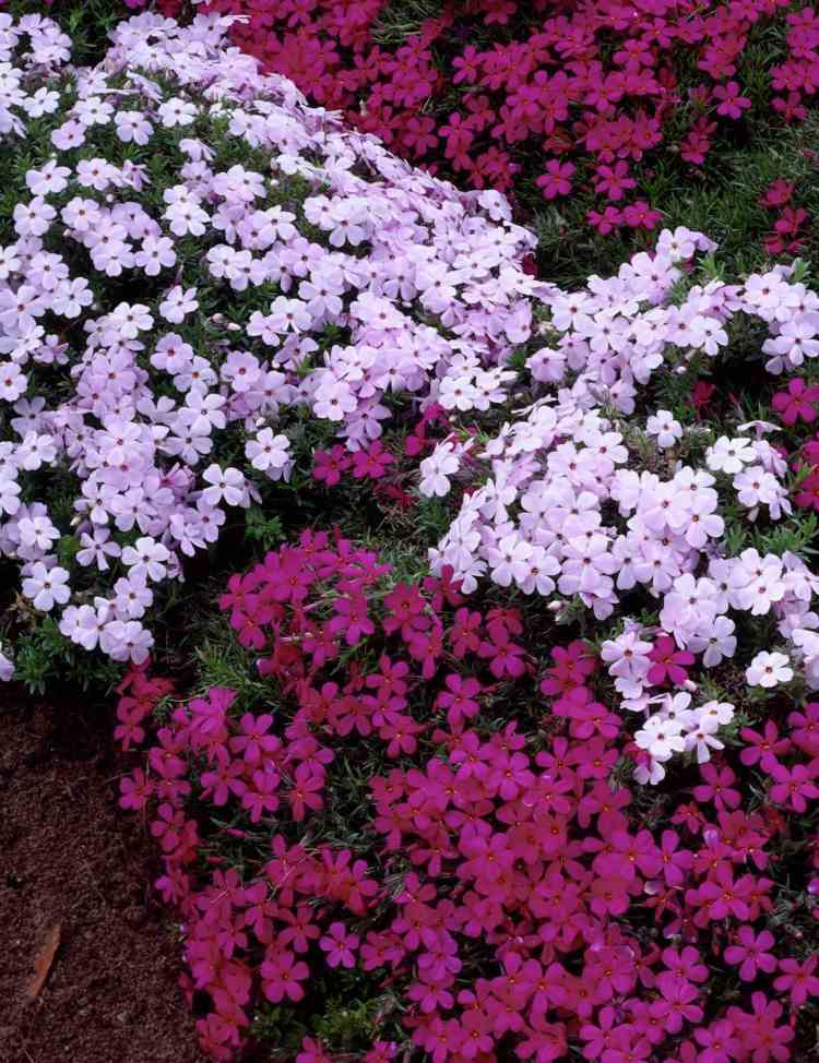 فلوكس-نباتات-دوغلاسي-تجمع-أصناف-وردي-بنفسجي-مزيج الزهور