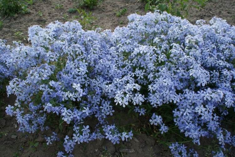 نباتات الفلوكس-divaricata-light blue-coloring-outdoor