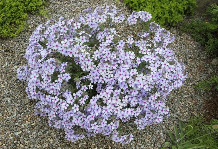 فلوكس-نباتات-divaricata-lilac-color-design-bed