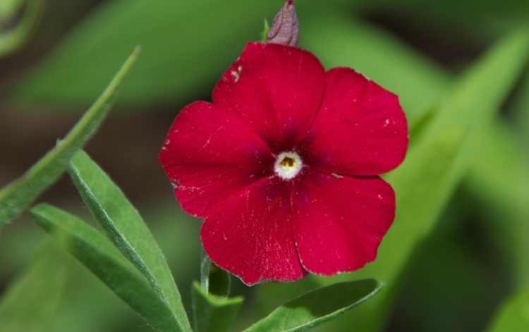 نباتات الفلوكس drummondii-flame flower-red-landcaping-pretty