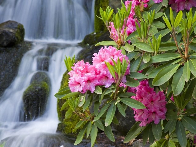 الرودودندرون الزهور الوردية شلال الخلفية