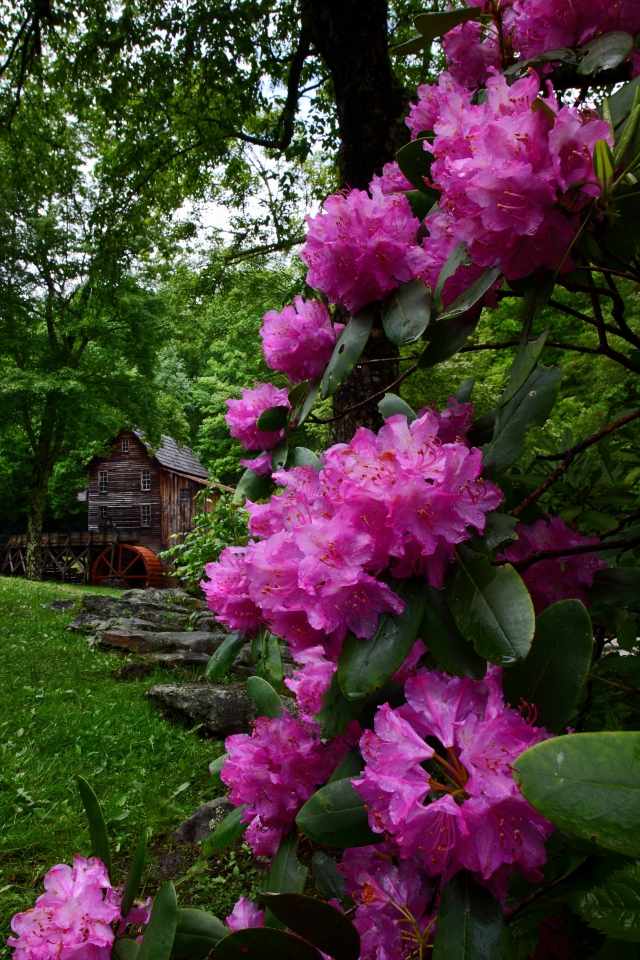 سروال الربيع حديقة الزهور الوردية رودودندرون الربيع