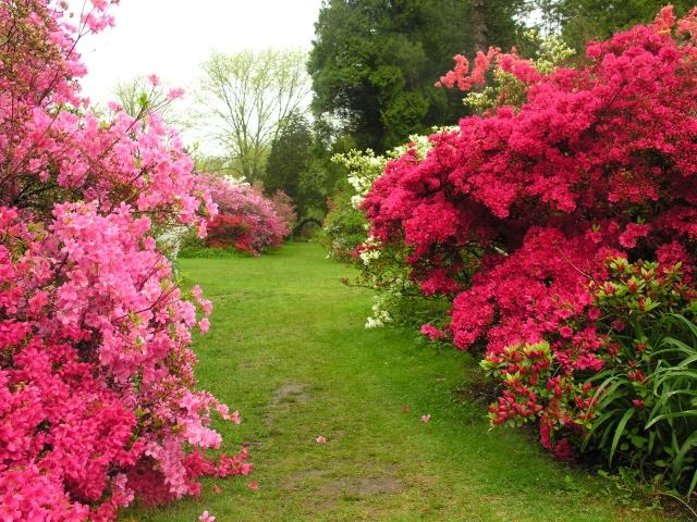 حديقة الأزالية شروط رعاية شجيرة اللون الوردي