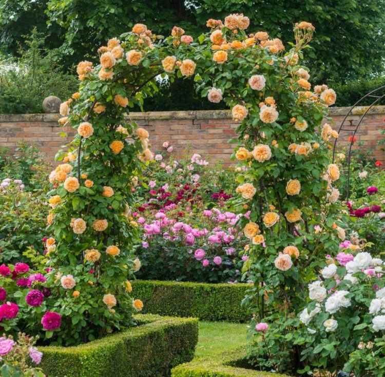 زراعة قوس الورد روز حديقة - تسلق الورود - سياج - أزهار - برتقالي - أبيض - أرجواني - وردي