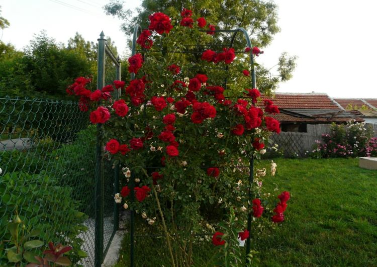 قوس من الورود-زراعة-تسلق-وردة-حمراء-ملونة-كثيفة-عشب-منطقة-سياج-حديقة-بوابة-إطار معدني