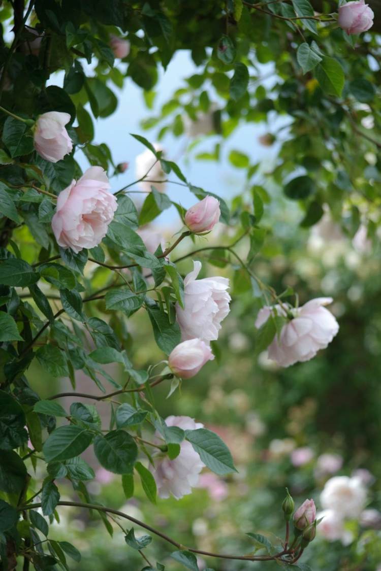 قوس الورود-زراعة-تسلق-الورود-تتفتح-حديقة-حساسة-وردي-حزاز-رعاية