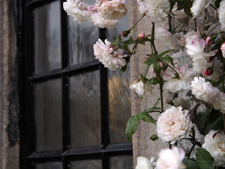 قوس من الورود مصنع جدار المنزل نافذة تسلق الورد براعم الزهور الأبيض الوردي