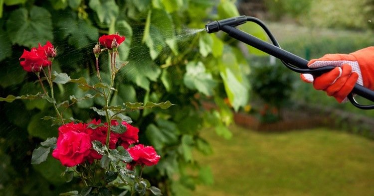 تعليمات معالجة شجيرة الورد ضد صدأ الورد