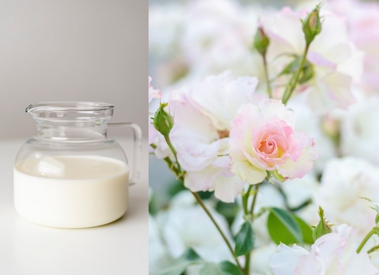 الحليب ضد صدأ الورد العلاجات المنزلية لمحاربة الأمراض الفطرية