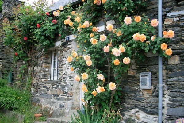 منزل ريفي جدران حجرية تسلق مدخل واجهة الورد