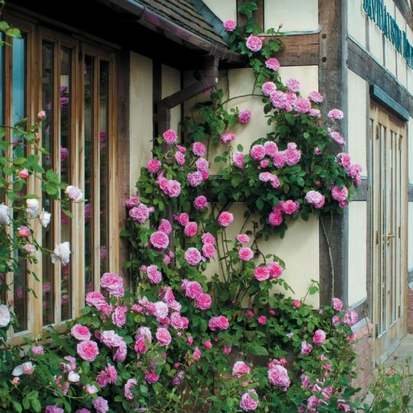 قطع الورود المتسلقة تزهر الوردي واجهة المنزل الريفي