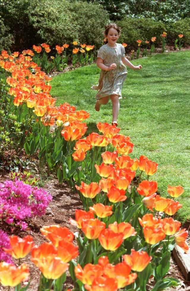 الزهور المقطوفة حديقة باقات الزهور الطازجة من حديقة الزنبق البرتقالي