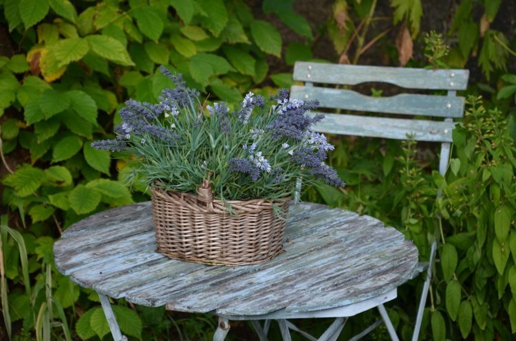 حديقة-رث-شيك-قديم-خشب-طاولة-كرسي-ترتيب-زهور-لافندر-سلة
