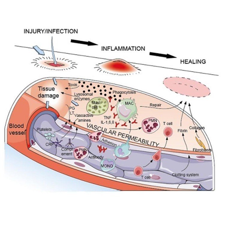 تصوير التهاب وتفاعل الخلايا التائية في جهاز المناعة