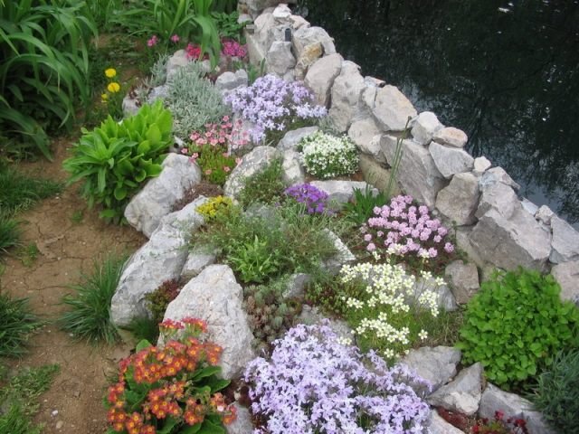 أفكار حديقة صخرية مع نباتات أحجار الحقل على جدار أحجار البركة بين أحجار الزهرة