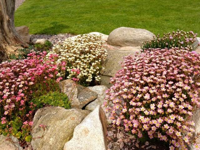 إنشاء حديقة الصخرة وسادة الزهور الوردية المعمرة