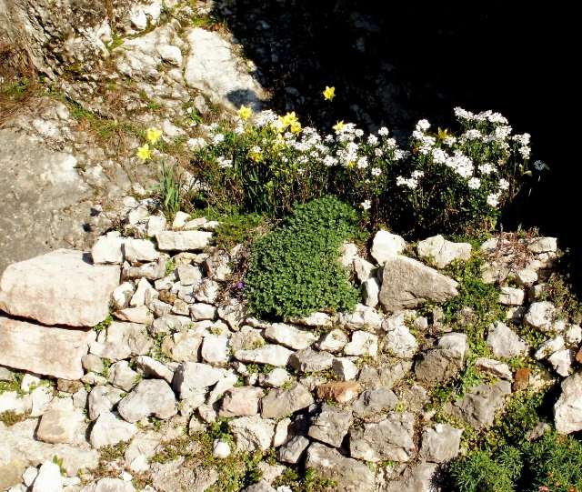 قم بإنشاء أفكار حديقة صخرية مع غطاء أرضي طحلب النرجس البري بين الأحجار