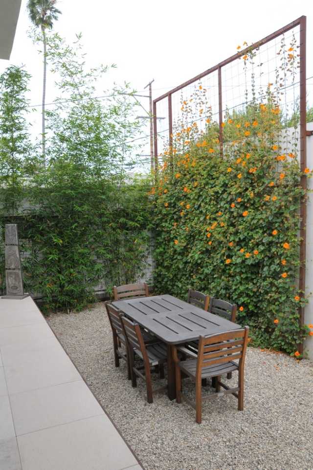 شاشات الخصوصية على الشرفة نباتات التسلق التصميم غير مكلفة