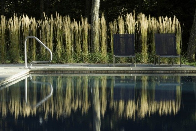 أفكار شرفة سطح المسبح - حماية الخصوصية مع نمو النباتات الطويلة