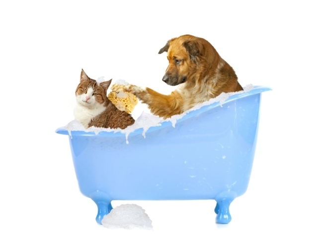 حمام أزرق - حوض استحمام - حيوانات أليفة - حمام فقاعات