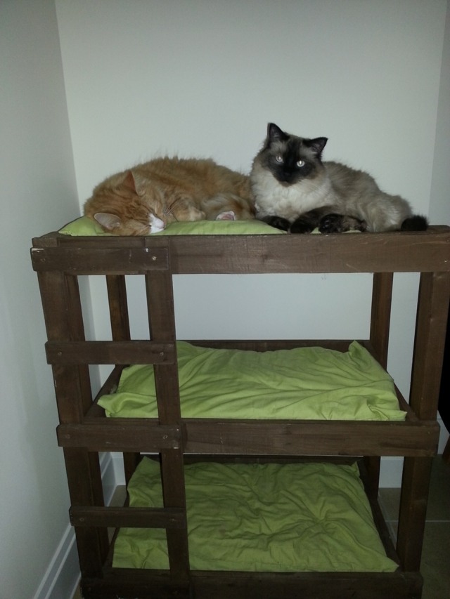 اثنان-سيامي-قطط-قطط-سرير خشبي-على-سرير