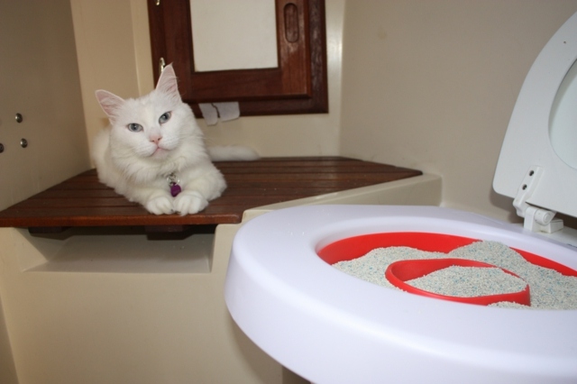 قطة بيضاء في المرحاض