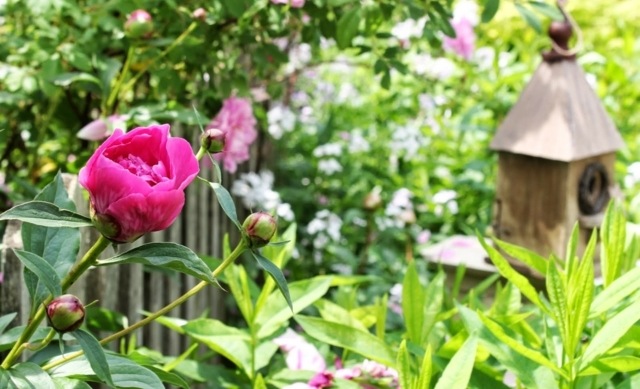شجيرة شاشة الخصوصية لسياج الحديقة باللون الوردي الفاوانيا