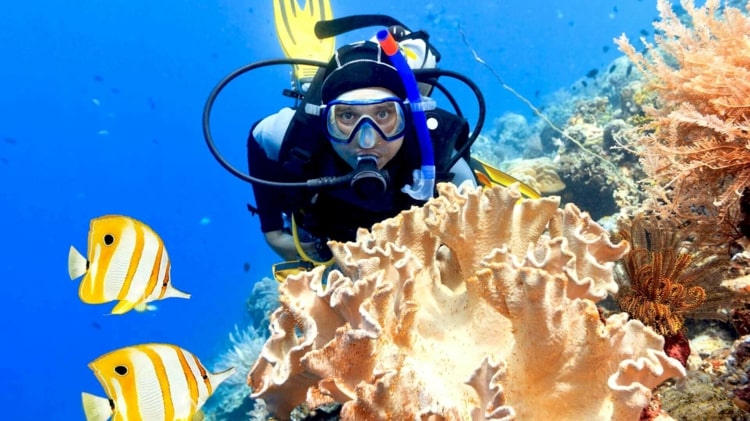 الغوص الافتراضي في وسط الشعاب المرجانية والأسماك وتذوق طعمها