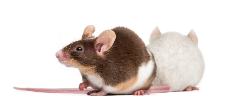 اثنين من الفئران المختبرية مع مرض السكري والبحث عن نقص فيتامين أ
