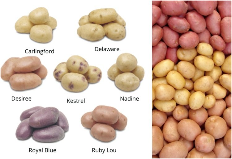أنواع مختلفة من البطاطس لها مؤشر سكري مختلف