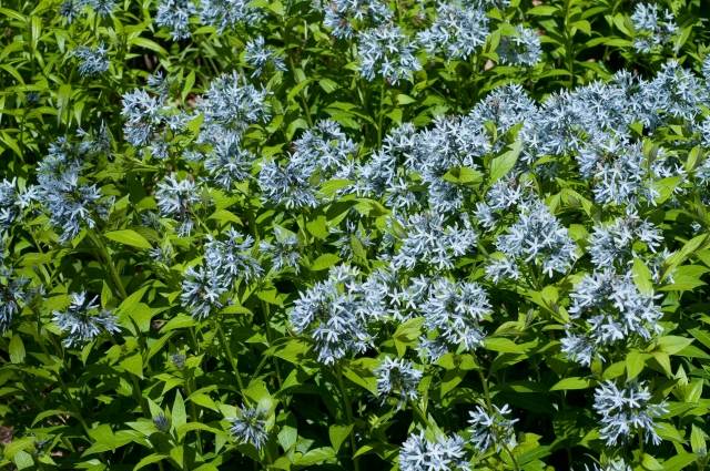 نباتات amsonia متنوعة أصناف الزهور الزرقاء الجميلة