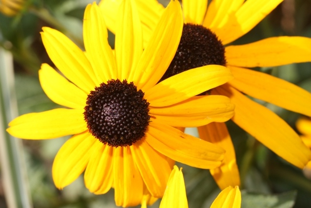 سوزان زهور صفراء وسط داكنة نصائح بستاني