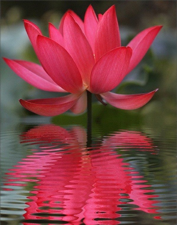زنبق الماء الوردي حديقة بركة لهجات الأزهار