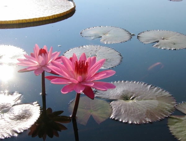بركة حديقة زنبق الماء الوردي خلق نصائح النباتات المائية