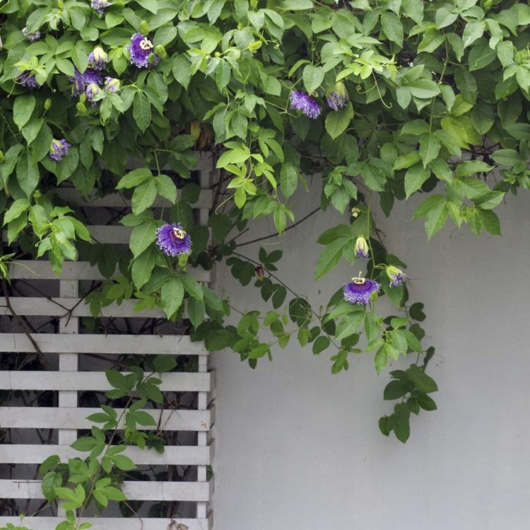 زهرة العاطفة مع الزهور الجميلة بلون أرجواني تنمو على شرفة بيضاء على الحائط