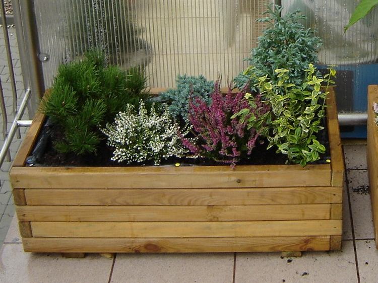نباتات في فصل الشتاء على الشرفة في صندوق خشبي