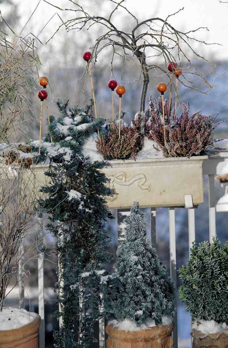الصنوبريات في الأشكال القزمية والإريكاس في صناديق الزهور على الشرفات في الشتاء