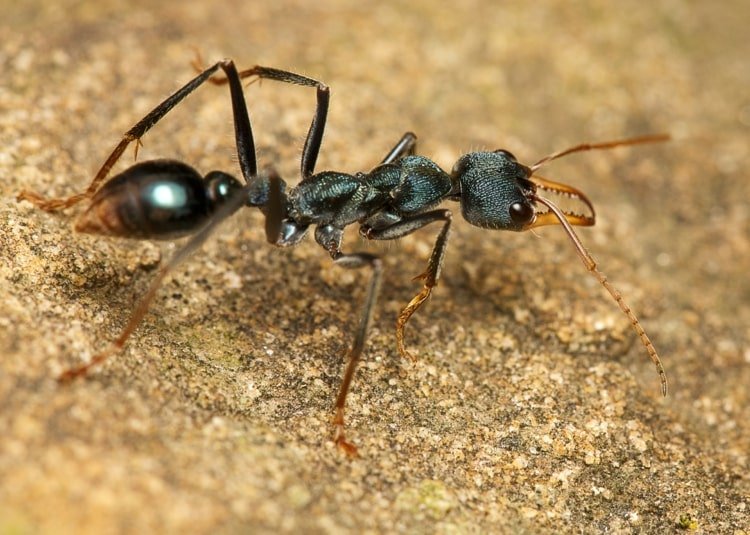 طرد النمل من الشرفة - نصائح وحيل مفيدة
