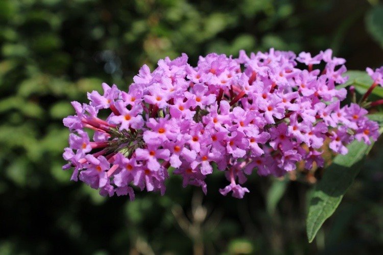 قطع أرجواني الفراشة بعد فترة الإزهار أو في فصل الشتاء